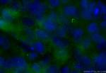 CEP89, CCDC123 Antibody in Immunocytochemistry (ICC/IF)