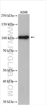 CEP89, CCDC123 Antibody in Western Blot (WB)