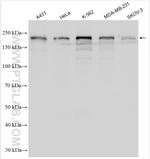 KIAA1429 Antibody in Western Blot (WB)