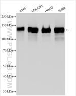 LATS1 Antibody in Western Blot (WB)
