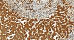 LASS2 Antibody in Immunohistochemistry (Paraffin) (IHC (P))