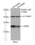 LASS2 Antibody in Western Blot (WB)
