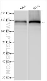 BRPF1 Antibody in Western Blot (WB)