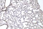 PDZD2 Antibody in Immunohistochemistry (Paraffin) (IHC (P))