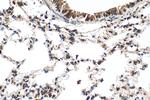 PDZD2 Antibody in Immunohistochemistry (Paraffin) (IHC (P))