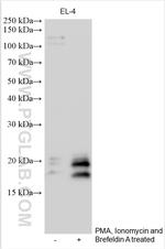 IL-5 Antibody in Western Blot (WB)