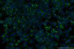Osteopontin Antibody in Immunocytochemistry (ICC/IF)
