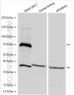 Osteopontin Antibody in Western Blot (WB)