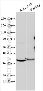 Osteopontin Antibody in Western Blot (WB)