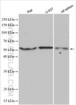 FCGR3B/CD16b Antibody in Western Blot (WB)