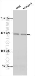 COL5A3 Antibody in Western Blot (WB)