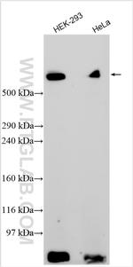 LRP1 Antibody in Western Blot (WB)