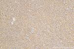 CEP162 Antibody in Immunohistochemistry (Paraffin) (IHC (P))