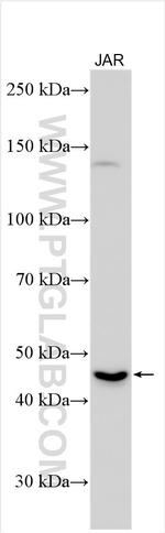 SLC7A8 Antibody in Western Blot (WB)