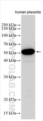 SLC7A8 Antibody in Western Blot (WB)