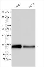 BRAWNIN Antibody in Western Blot (WB)