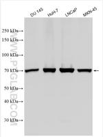 ACSL3 Antibody in Western Blot (WB)