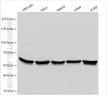 TOE1 Antibody in Western Blot (WB)