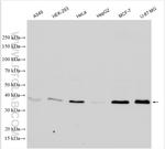 LCMT1 Antibody in Western Blot (WB)