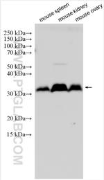 IGFBP7 Antibody in Western Blot (WB)