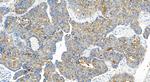 SLC7A2 Antibody in Immunohistochemistry (Paraffin) (IHC (P))