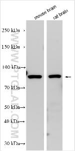 SLC7A2 Antibody in Western Blot (WB)