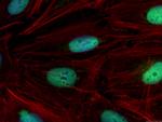 QRICH1 Antibody in Immunocytochemistry (ICC/IF)