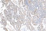 QRICH1 Antibody in Immunohistochemistry (Paraffin) (IHC (P))