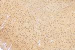 QRICH1 Antibody in Immunohistochemistry (Paraffin) (IHC (P))