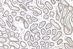 QRICH1 Antibody in Immunohistochemistry (Paraffin) (IHC (P))