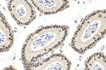 QRICH1 Antibody in Immunohistochemistry (Paraffin) (IHC (P))