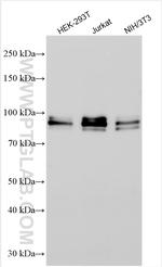 QRICH1 Antibody in Western Blot (WB)