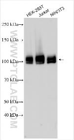 QRICH1 Antibody in Western Blot (WB)