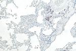SHISA8 Antibody in Immunohistochemistry (Paraffin) (IHC (P))