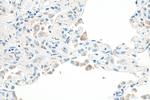 SHISA8 Antibody in Immunohistochemistry (Paraffin) (IHC (P))