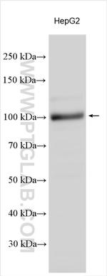AHR Antibody in Western Blot (WB)
