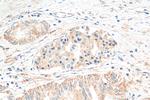 C16orf74 Antibody in Immunohistochemistry (Paraffin) (IHC (P))