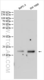 C16orf74 Antibody in Western Blot (WB)