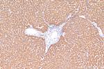 Selenoprotein P Antibody in Immunohistochemistry (Paraffin) (IHC (P))