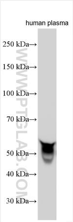 Selenoprotein P Antibody in Western Blot (WB)