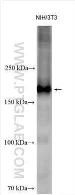 BLM Antibody in Western Blot (WB)