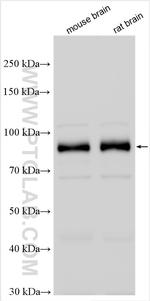PSD95 Antibody in Western Blot (WB)