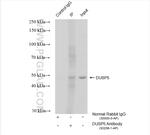 DUSP5 Antibody in Immunoprecipitation (IP)