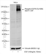 Phospho-EGFR (Tyr1069) Antibody in Western Blot (WB)