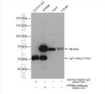 PTPN9 Antibody in Immunoprecipitation (IP)