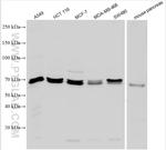 PTPN9 Antibody in Western Blot (WB)