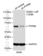PTPN9 Antibody in Western Blot (WB)
