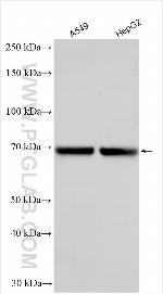 LILRA2 Antibody in Western Blot (WB)