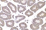 Spag8 Antibody in Immunohistochemistry (Paraffin) (IHC (P))