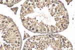 Spag8 Antibody in Immunohistochemistry (Paraffin) (IHC (P))